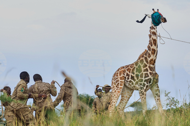 APTOPIXv Uganda Giraffe Translocation