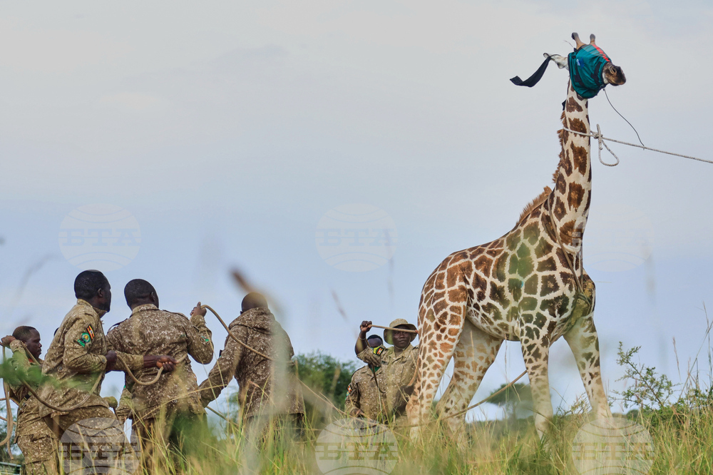 APTOPIXv Uganda Giraffe Translocation