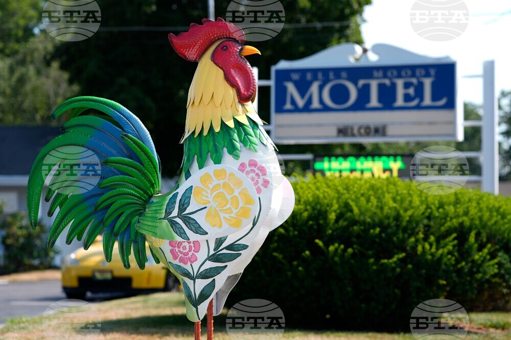 Maine Rooster Fight