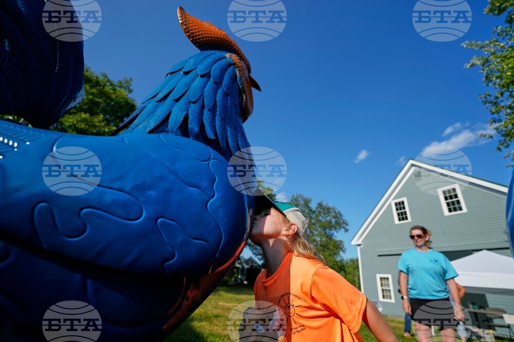 Maine Chicken Fight