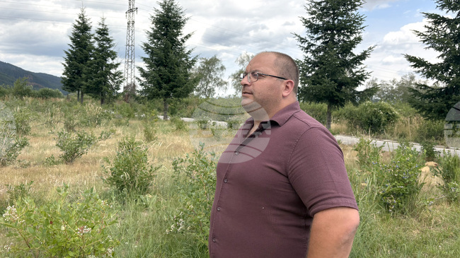 Общинското лесничейство в Самоков очаква добра реколта от боровинки, каза директорът Христо Николчев