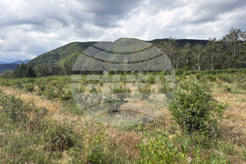 Самоков - Общинско лесничейство - боровинки - отглеждане