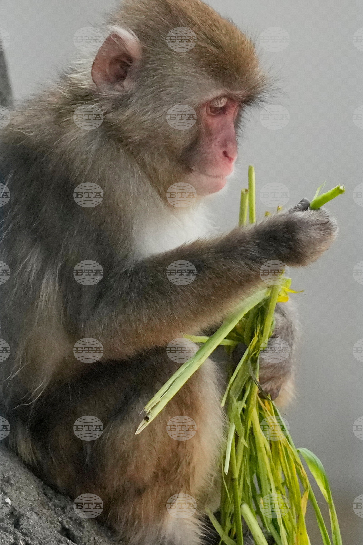Japan Monkey Birthday