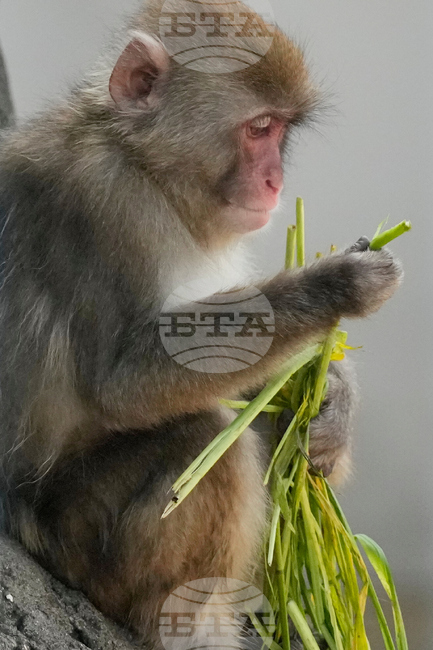 Japan Monkey Birthday