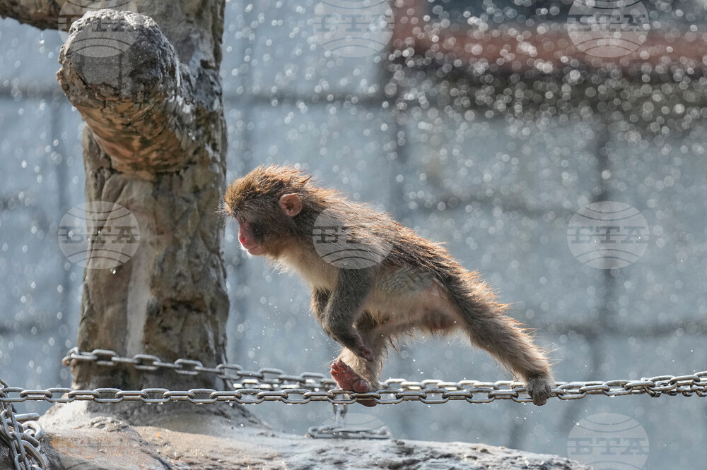 Japan Monkey Birthday