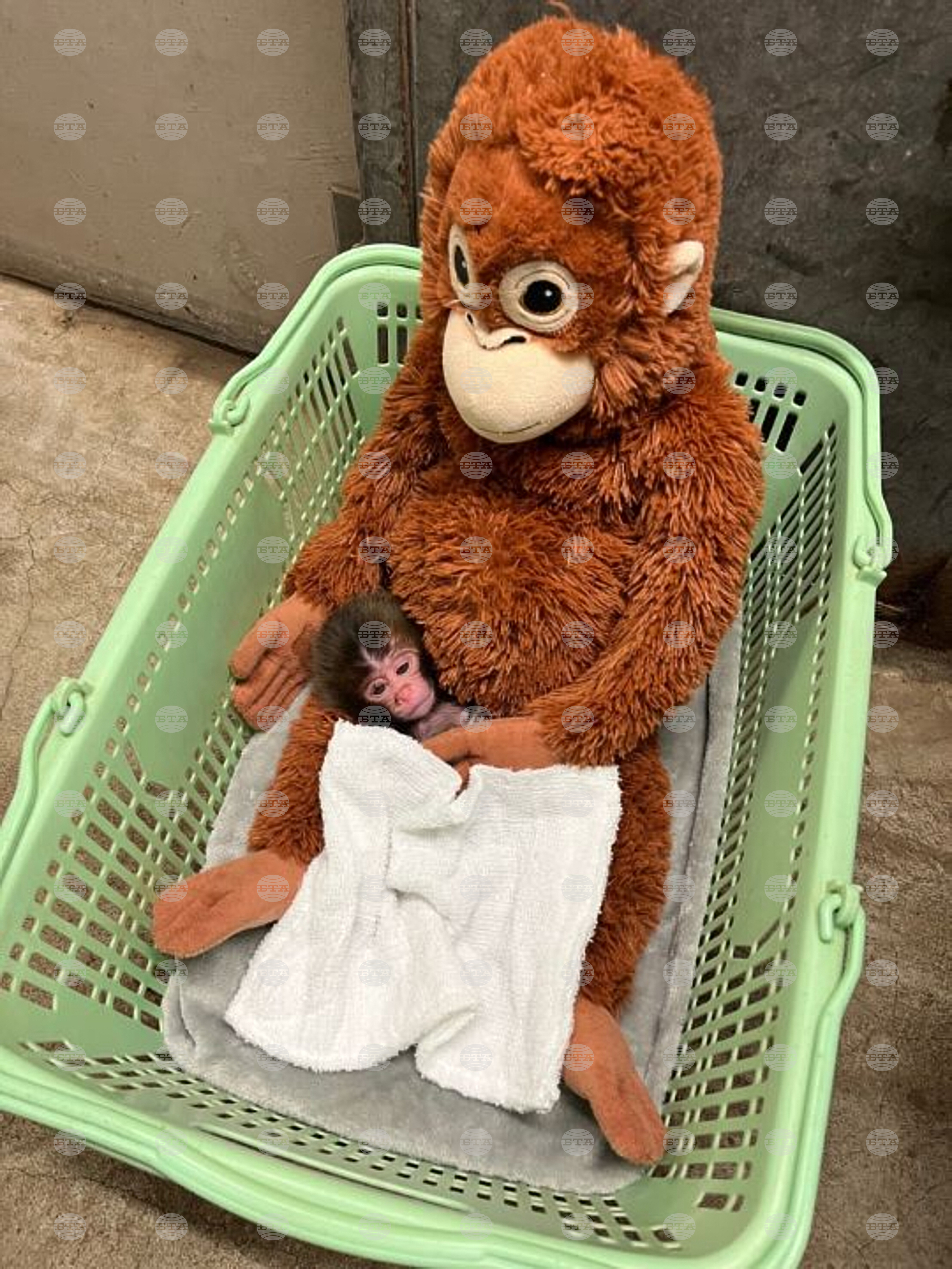 Japan Monkey Birthday