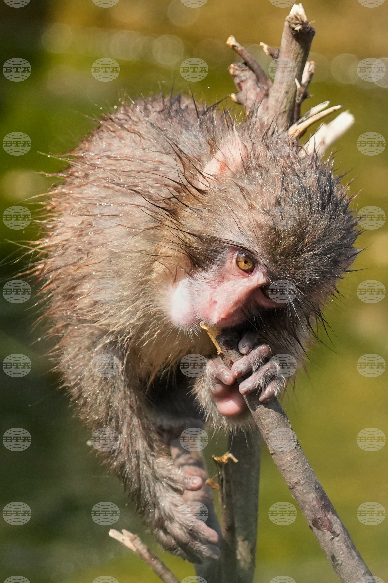 Japan Monkey Birthday
