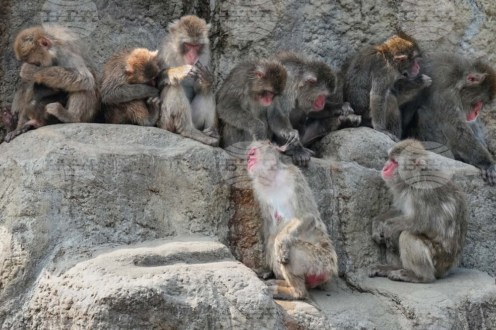 Japan Monkey Birthday