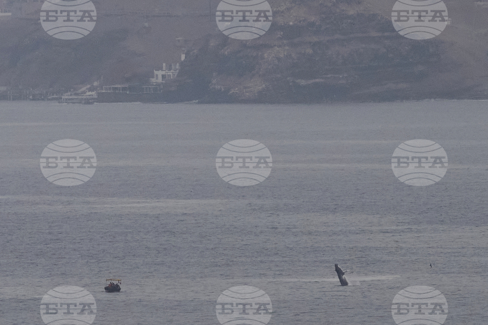 Peru Whale