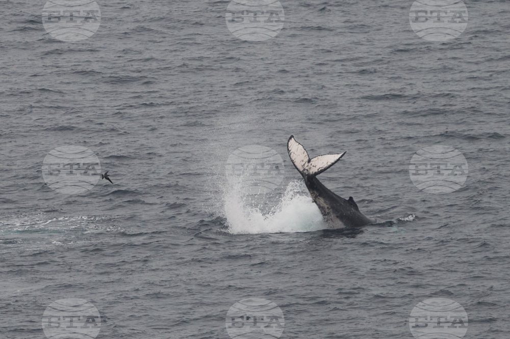 Peru Whale