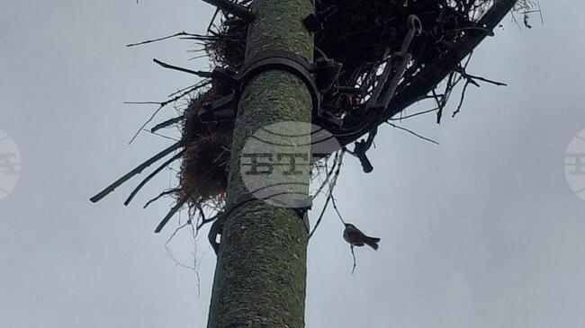 Малки щъркели оцеляха след бурята в добричкото село Полковник Свещарова, съобщиха от екоминистерството