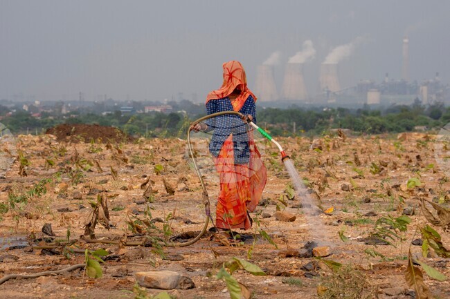 India Planting Trees