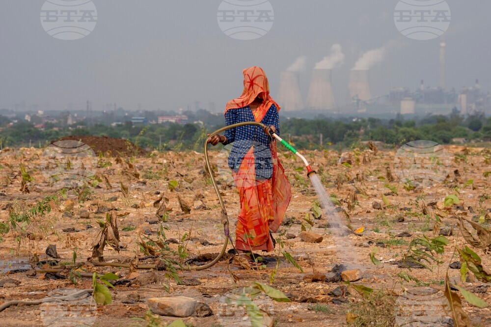 India Planting Trees