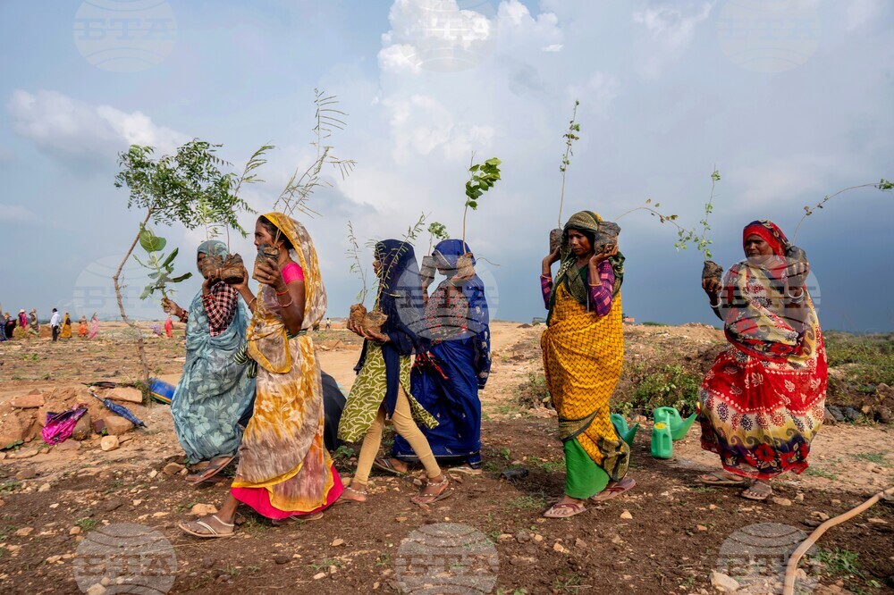 India Planting Trees