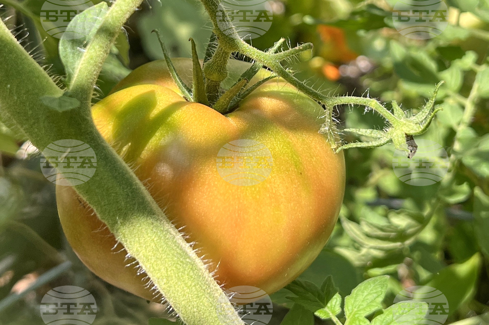 Gardening - Harvesting Vegetables