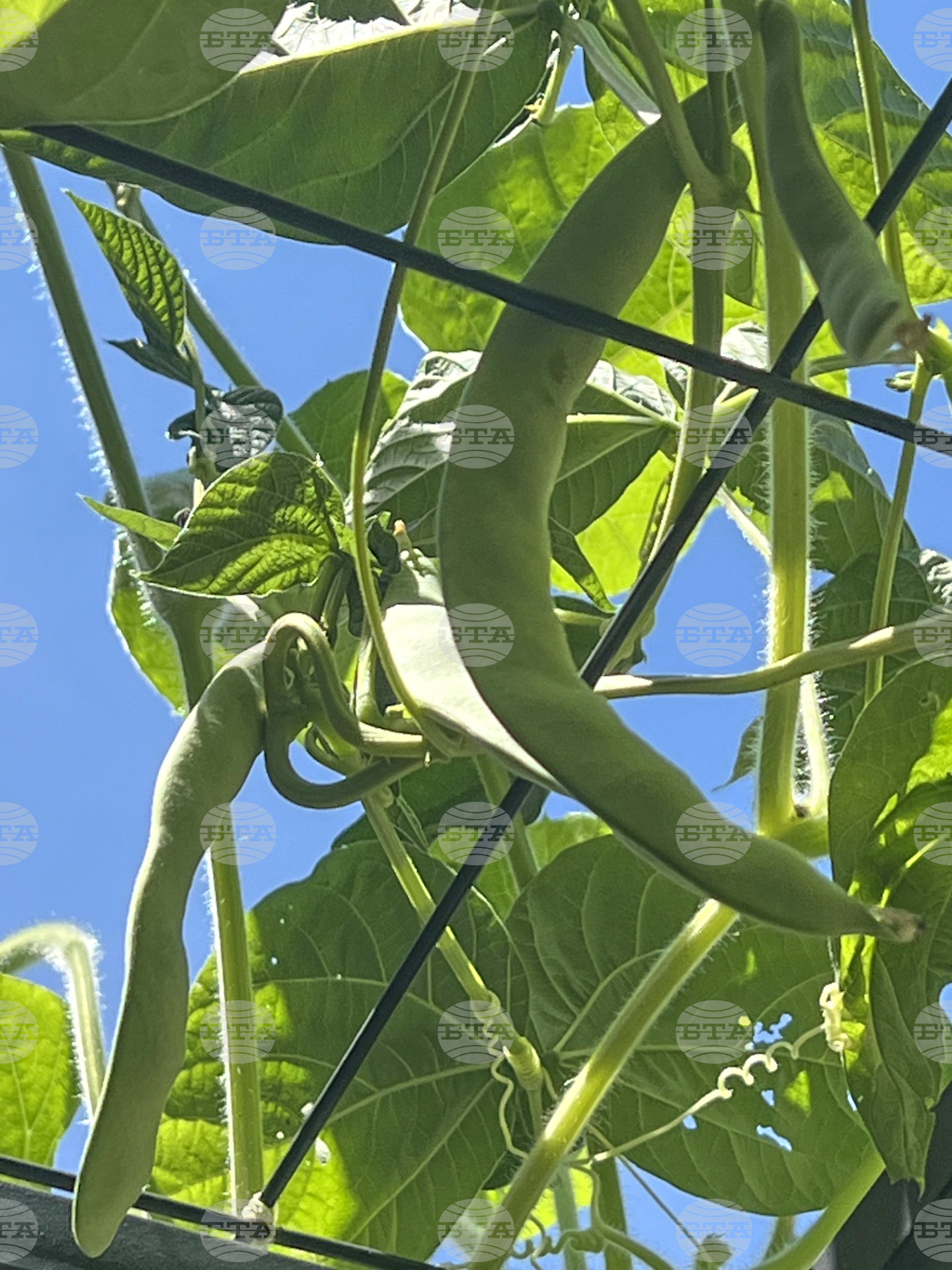 Gardening - Harvesting Vegetables