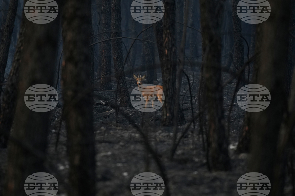 France Wildfires