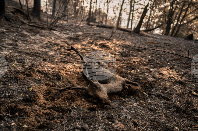 APTOPIX Spain Wildfires
