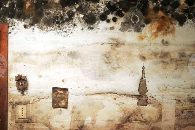 Mold Disease