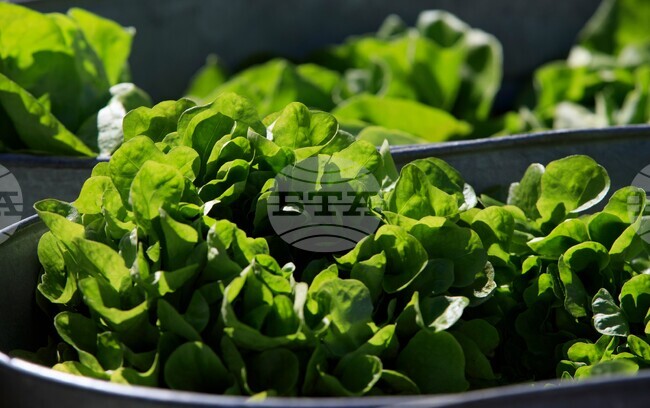 Wilting Lettuce Demand.