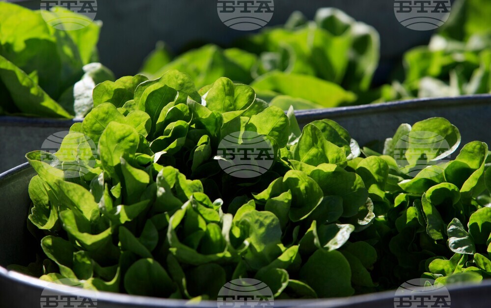 Wilting Lettuce Demand.