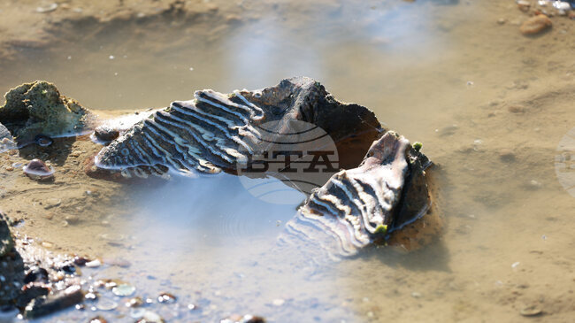 Mammoth Remains Discovered near Ruse Village Due to Low Danube Water Level