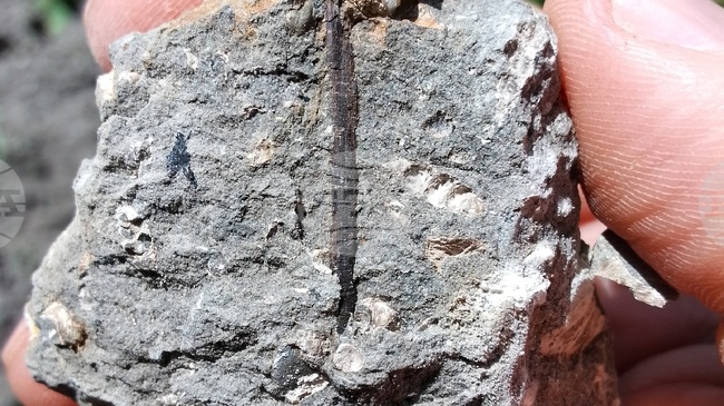 Paleontologists Unearth Crocodile Tooth, Dinosaur Bone at Tran Fossil Site