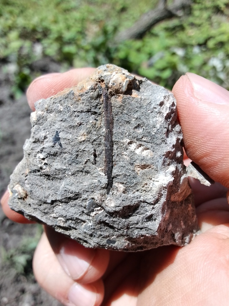 Paleontologists Unearth Crocodile Tooth, Dinosaur Bone at Tran Fossil Site