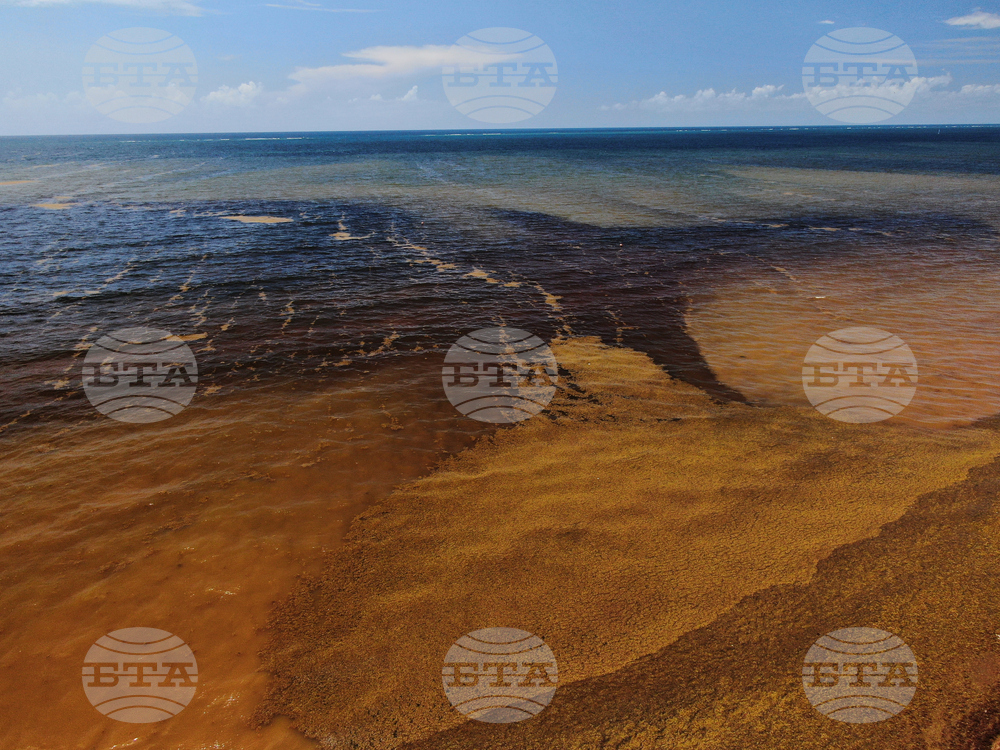 Mexico Sargassum