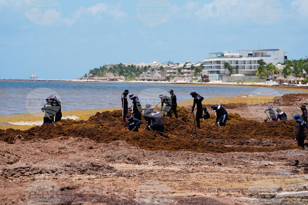 Mexico Sargassum