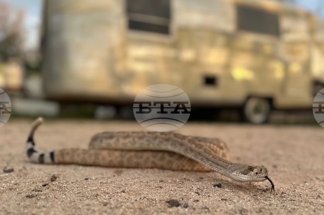 Be Well-Pets-Snake Avoidance
