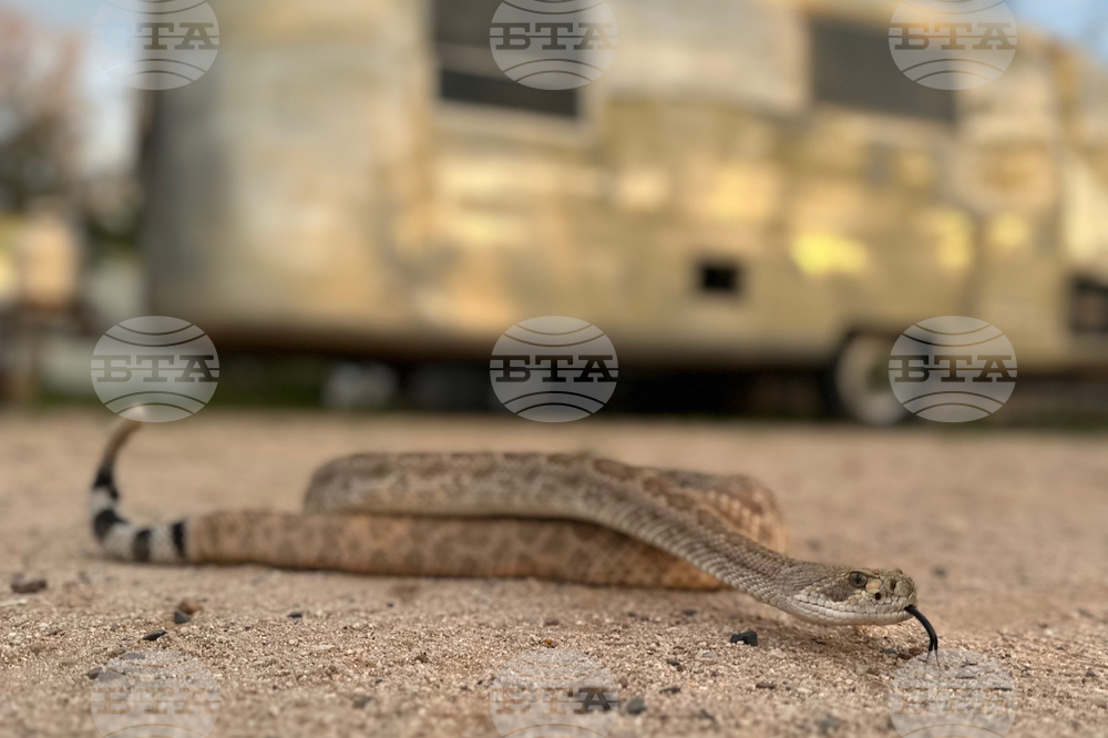 Be Well-Pets-Snake Avoidance