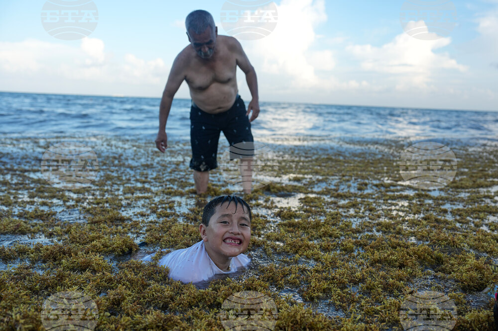 Mexico Sargassum