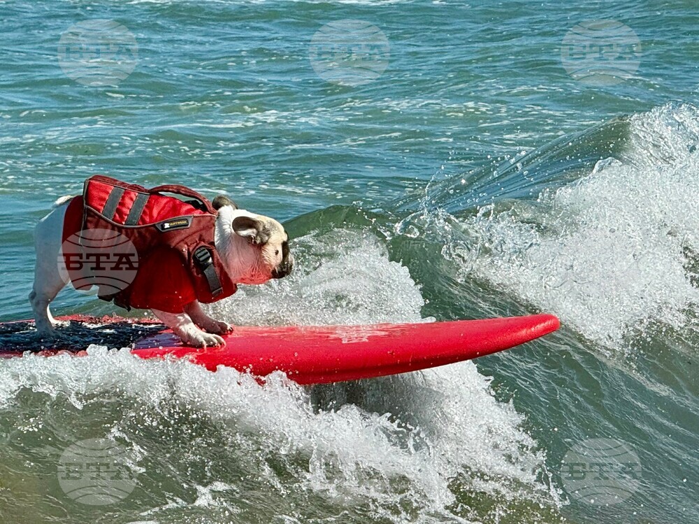 US Dog Surf Competition