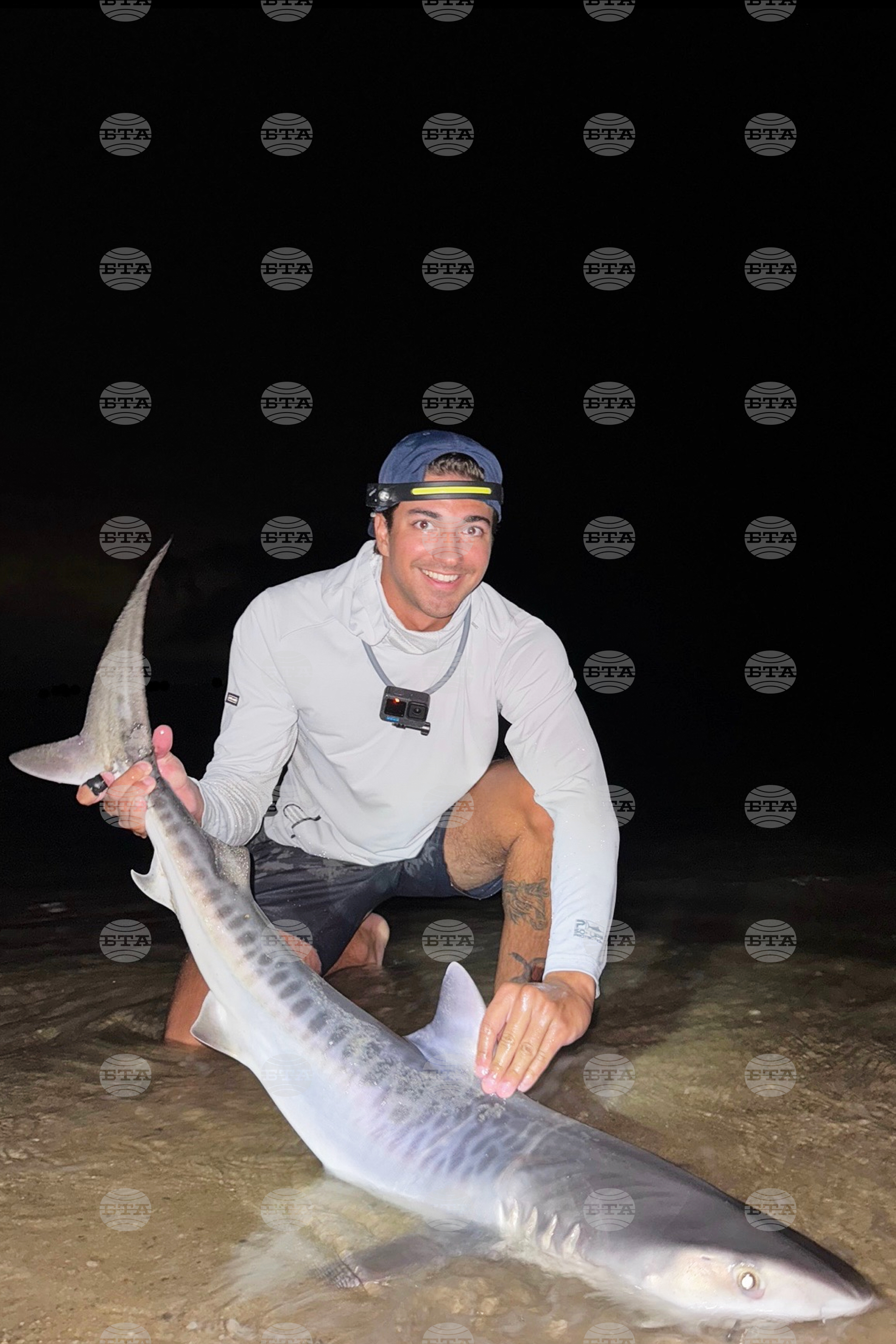 Tiger Shark Massachusetts