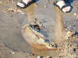 Danube - Drought  - Problems