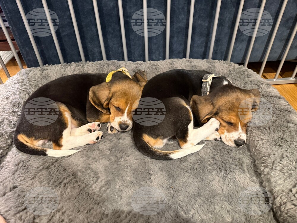 Gene-Edited Hypoallergenic Dogs