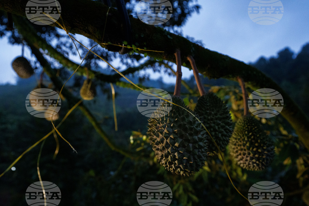 Climate Malaysia Durian