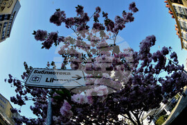 Бургас - японски вишни - цъфтеж