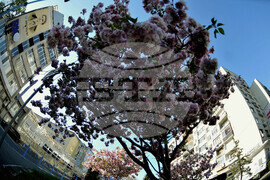 Бургас - японски вишни - цъфтеж