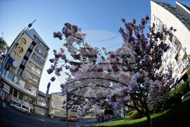 Бургас - японски вишни - цъфтеж