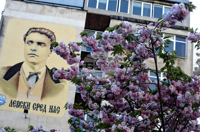 Бургас - японски вишни - цъфтеж