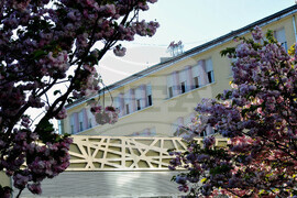 Бургас - японски вишни - цъфтеж