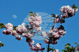 Бургас - японски вишни - цъфтеж