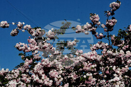 Бургас - японски вишни - цъфтеж