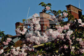 Бургас - японски вишни - цъфтеж