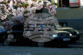 Бургас - японски вишни - цъфтеж