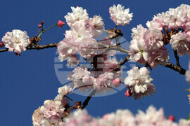 Бургас - японски вишни - цъфтеж