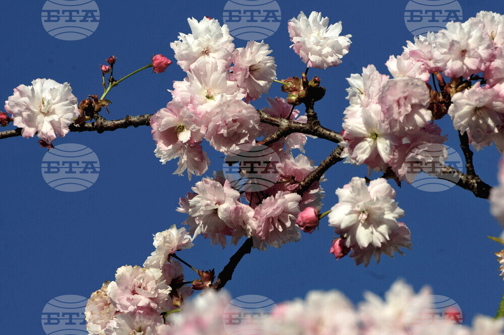 Бургас - японски вишни - цъфтеж