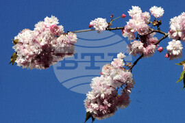 Бургас - японски вишни - цъфтеж